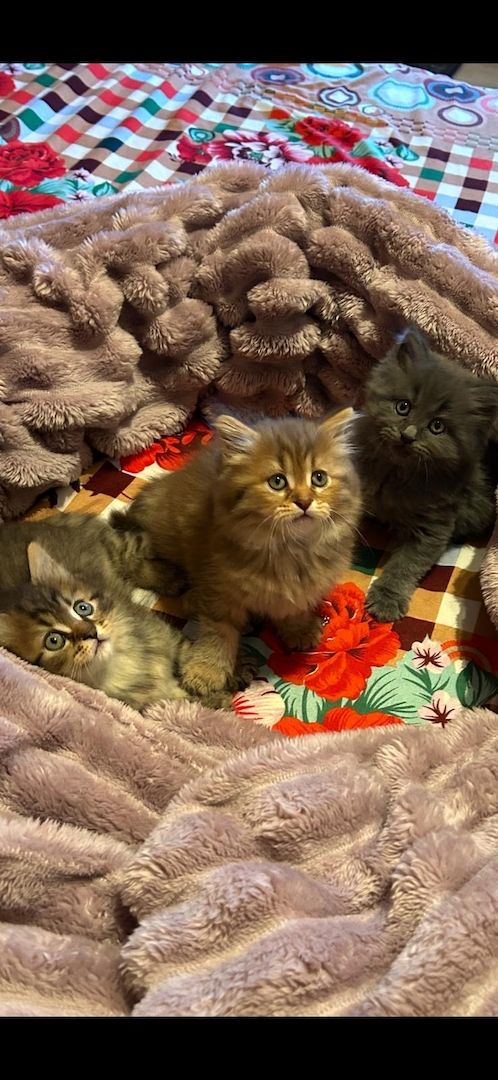 Süße Maine Coon Babies suchen ein neues zu Hause