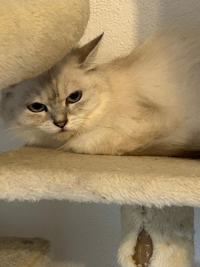 Süße Maine Coon Babies suchen ein neues zu Hause