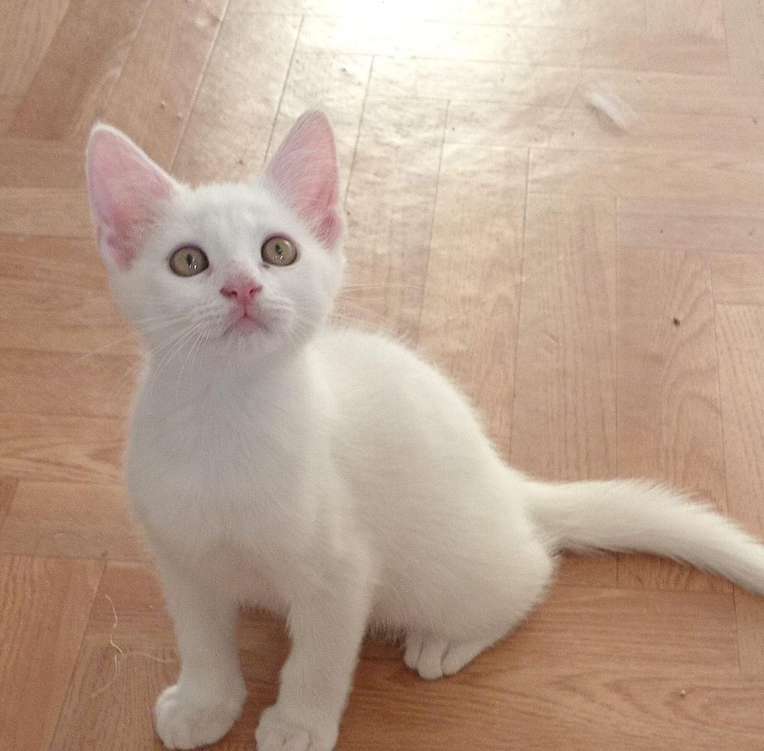 Süße Maine Coon Babies suchen ein neues zu Hause