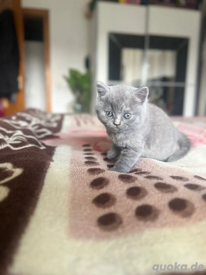 Süße Britisch Kurzhaar Kätzchen Reinrassig