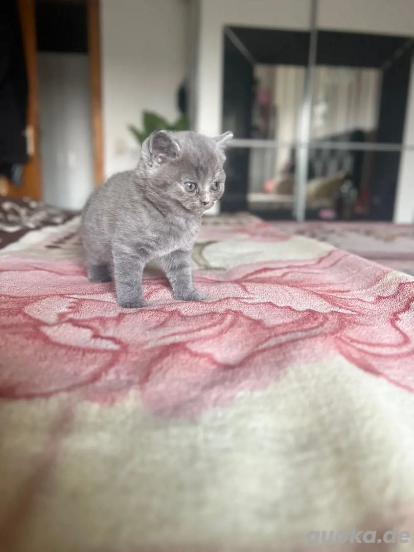 Süße Britisch Kurzhaar Kätzchen Reinrassig