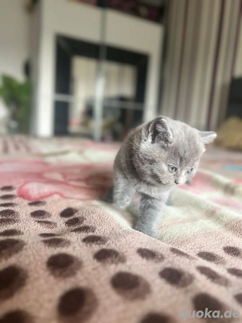 Süße Britisch Kurzhaar Kätzchen Reinrassig