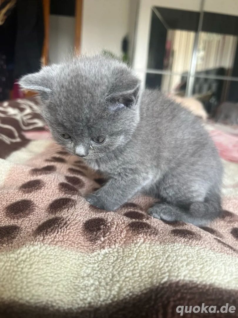 Süße Britisch Kurzhaar Kätzchen Reinrassig