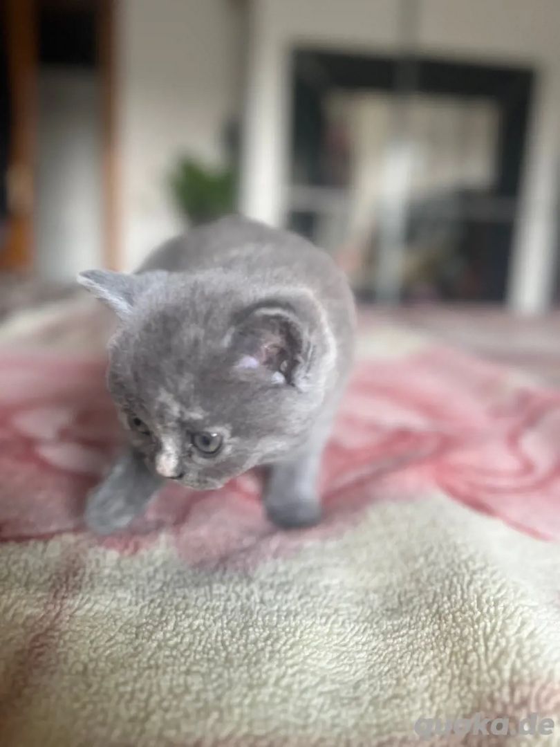 Süße Britisch Kurzhaar Kätzchen Reinrassig