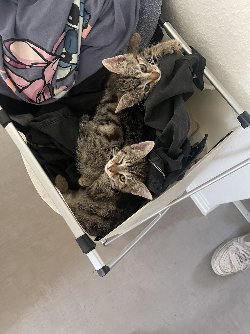 Kitten suchen zuhause