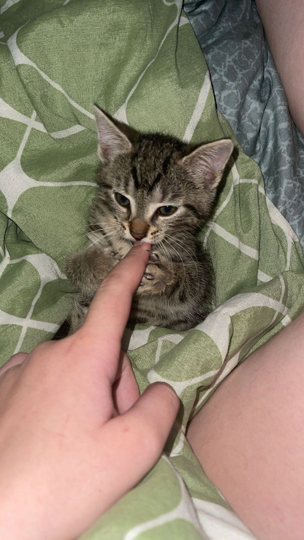 Kitten suchen zuhause