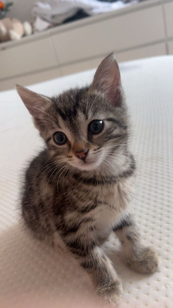 Kitten suchen zuhause