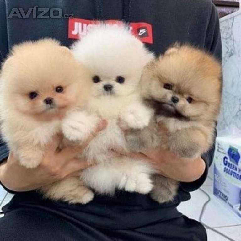 2 Flauschige Pomeranian-Welpen