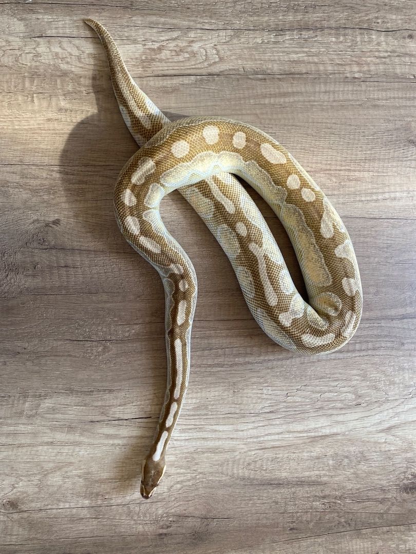 Königspython Butter Cinnamon Enchi het Ghost