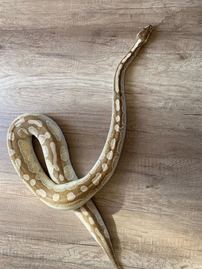 Königspython Butter Cinnamon Enchi het Ghost