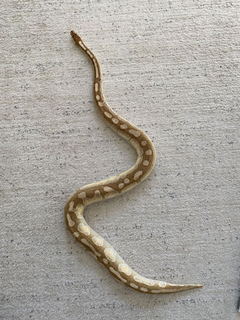 Königspython Butter Cinnamon Enchi het Ghost