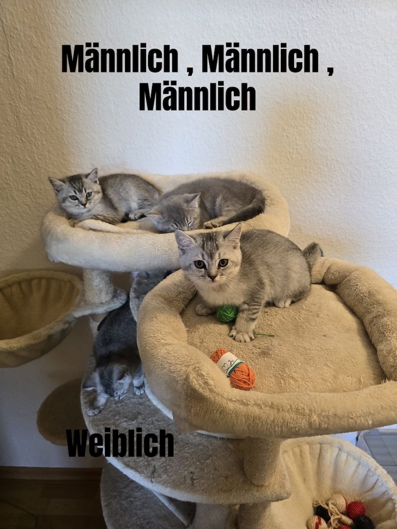 Bkh Babys! 1 davon Weiblich und 4 Männlich, Preisänderung !