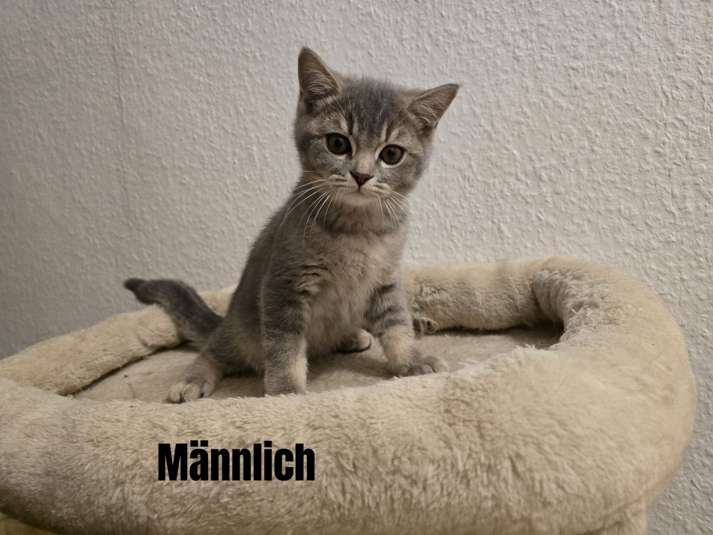 Bkh Babys! 1 davon Weiblich und 4 Männlich, Preisänderung !