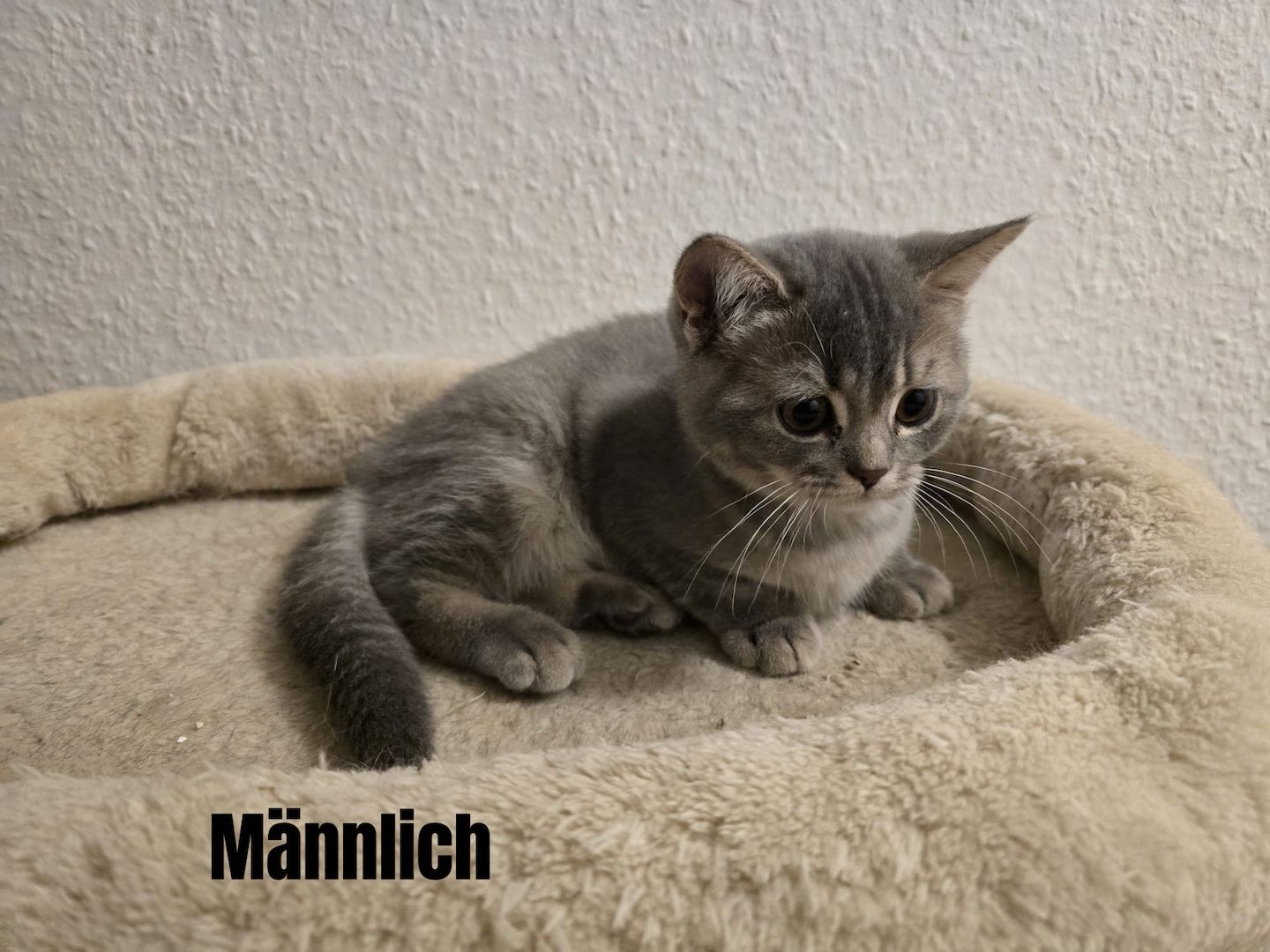 Bkh Babys! 1 davon Weiblich und 4 Männlich, Preisänderung !