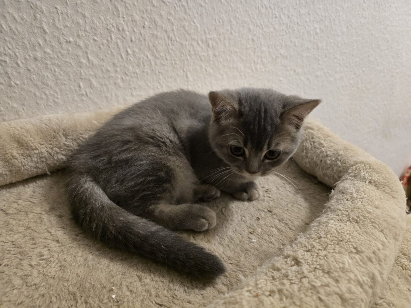 Bkh Babys! 1 davon Weiblich und 4 Männlich, Preisänderung !