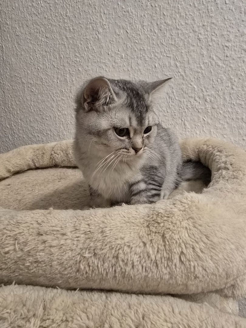 Bkh Babys! 1 davon Weiblich und 4 Männlich, Preisänderung !