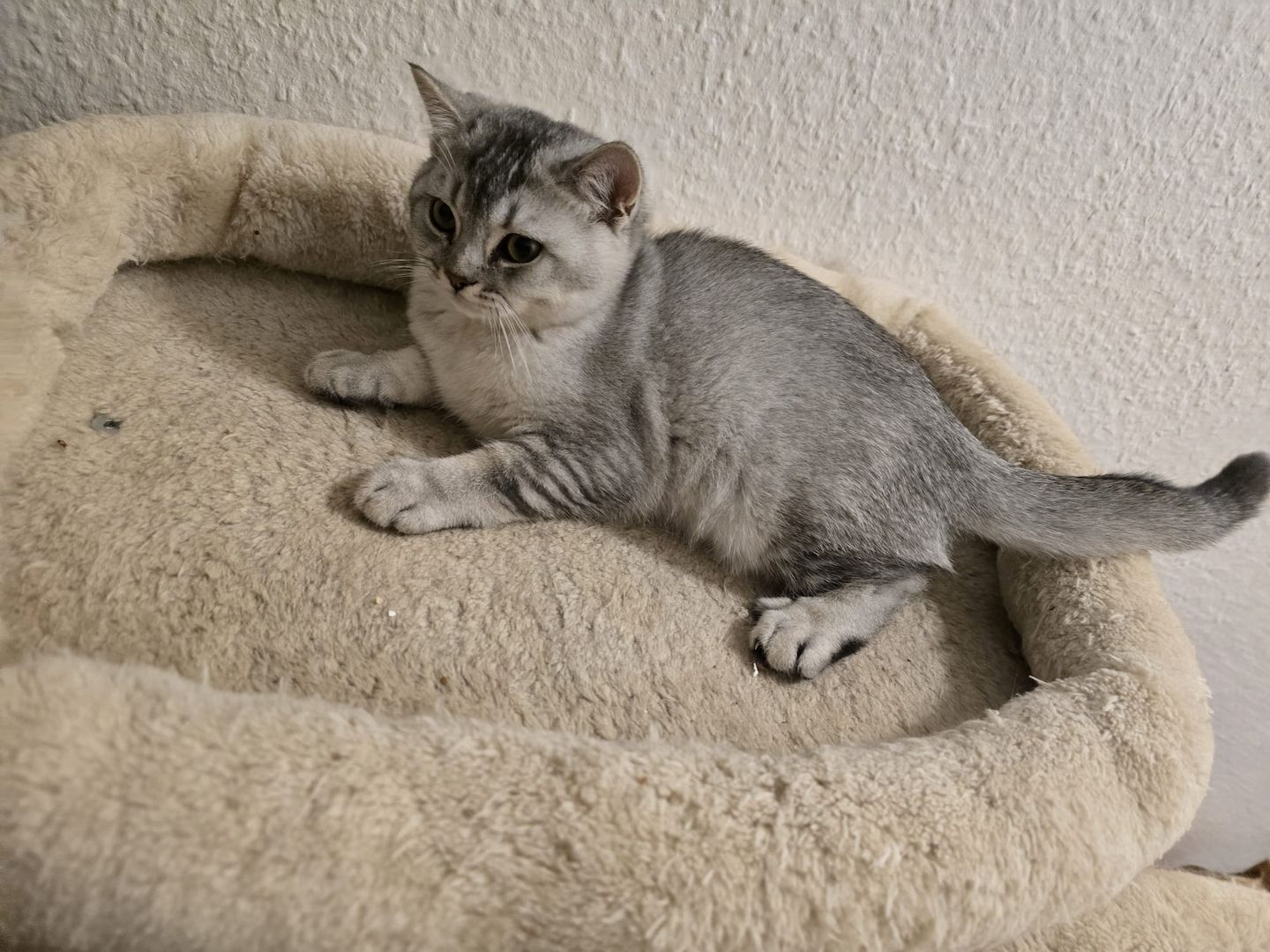 Bkh Babys! 1 davon Weiblich und 4 Männlich, Preisänderung !