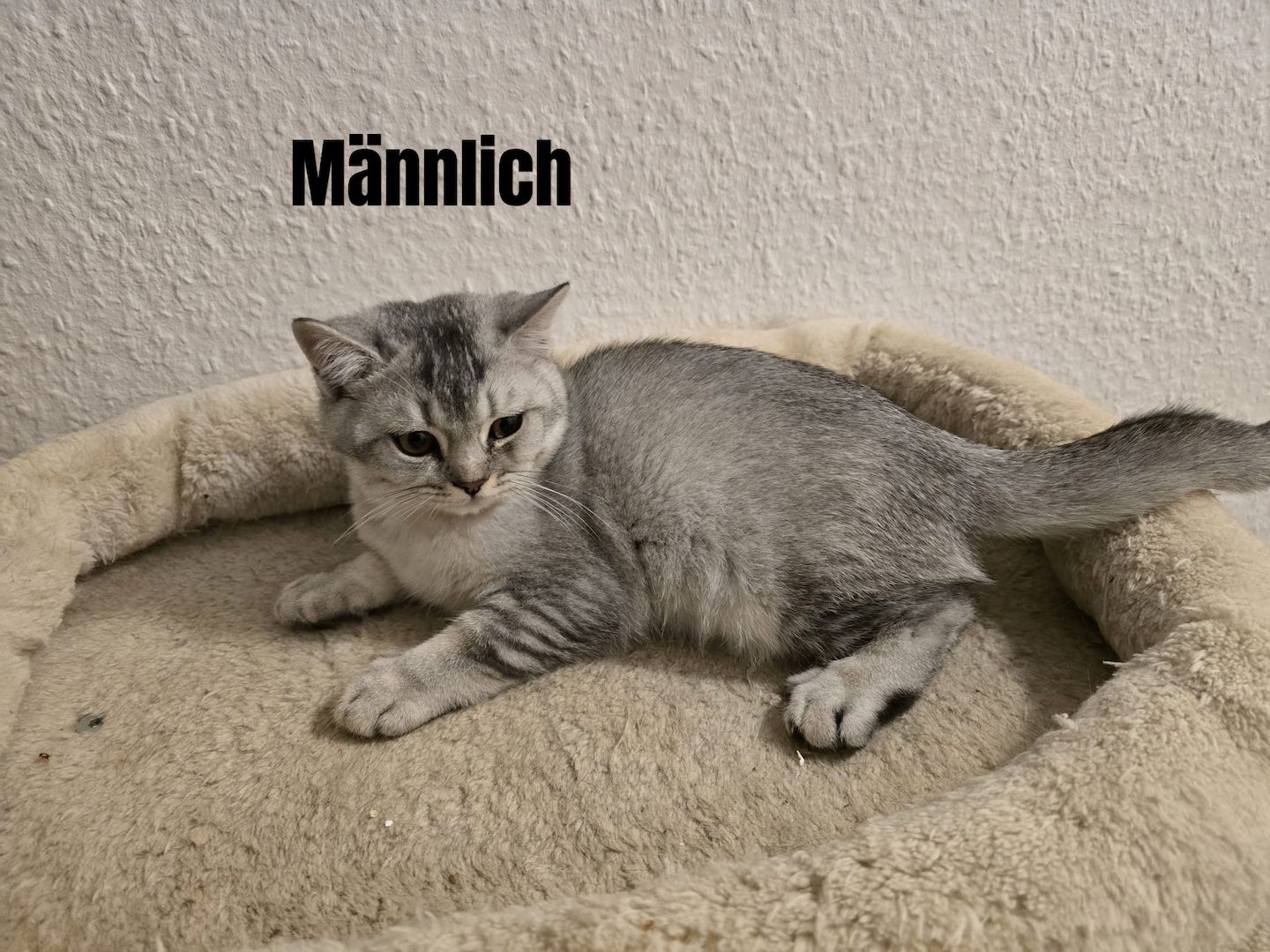 Bkh Babys! 1 davon Weiblich und 4 Männlich, Preisänderung !