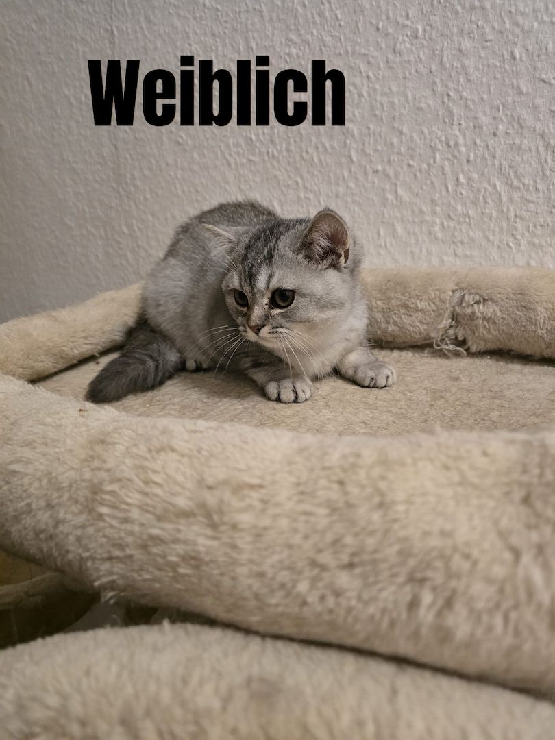 Bkh Babys! 1 davon Weiblich und 4 Männlich, Preisänderung !