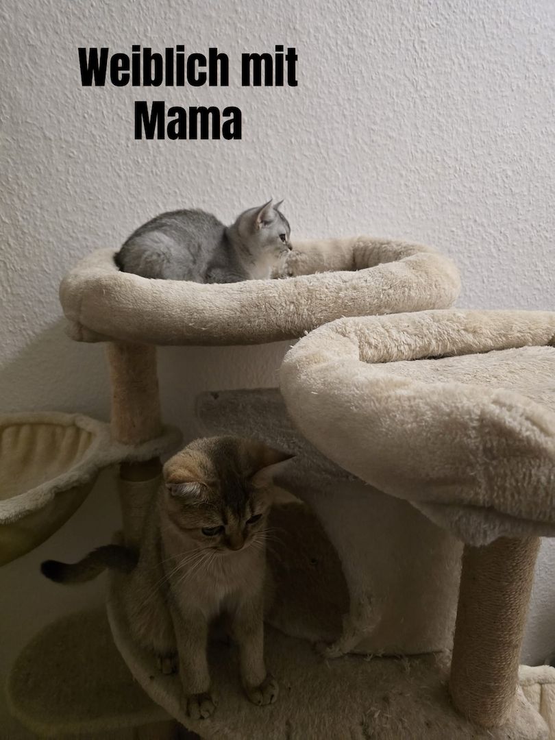 Bkh Babys! 1 davon Weiblich und 4 Männlich, Preisänderung !