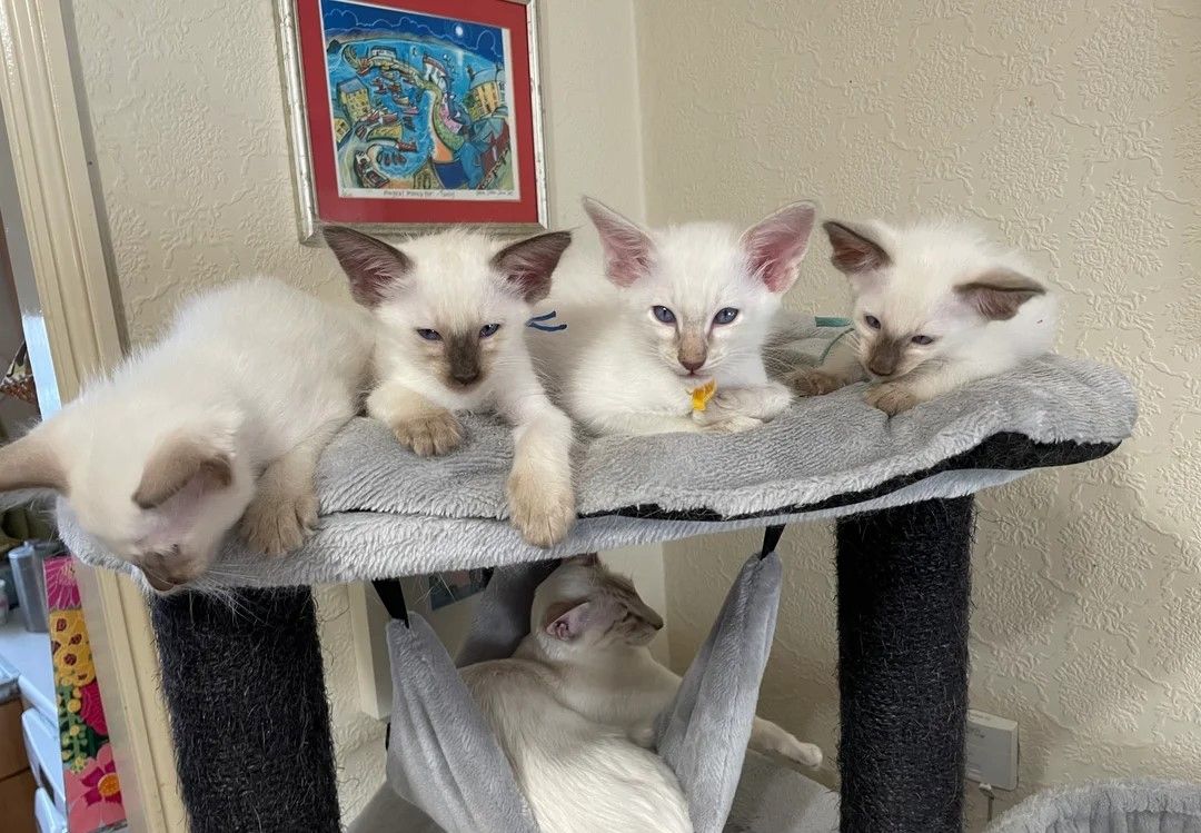 Wunderschöne reinrassige Balinesenkätzchen Wunderschöne reinrassige Balinesenkätzchen