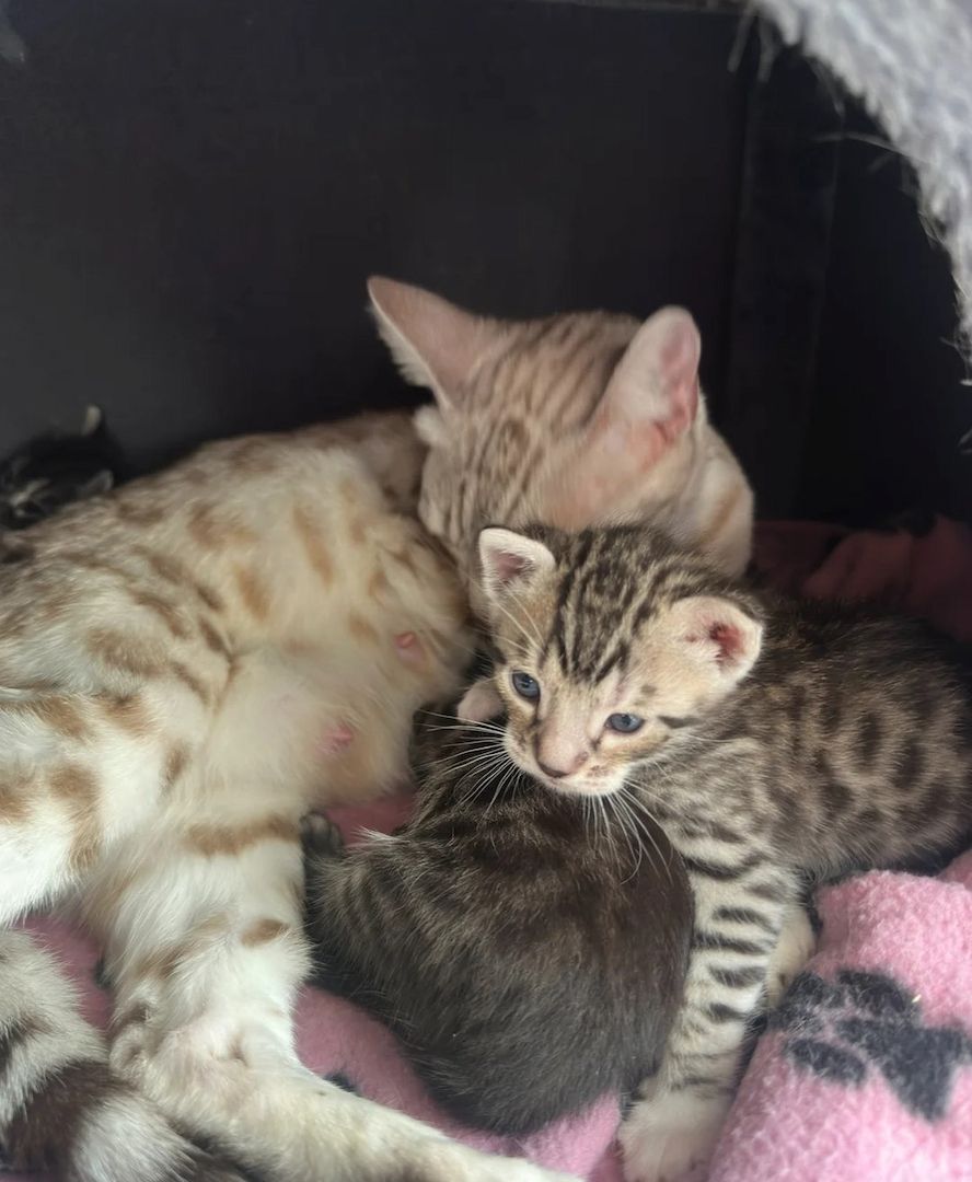 Vier Bengal-Kätzchen in Silber und Anthrazit