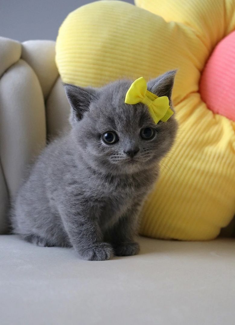 Britisch Kurzhaar Kätzchen Britisch Kurzhaar Kätzchen