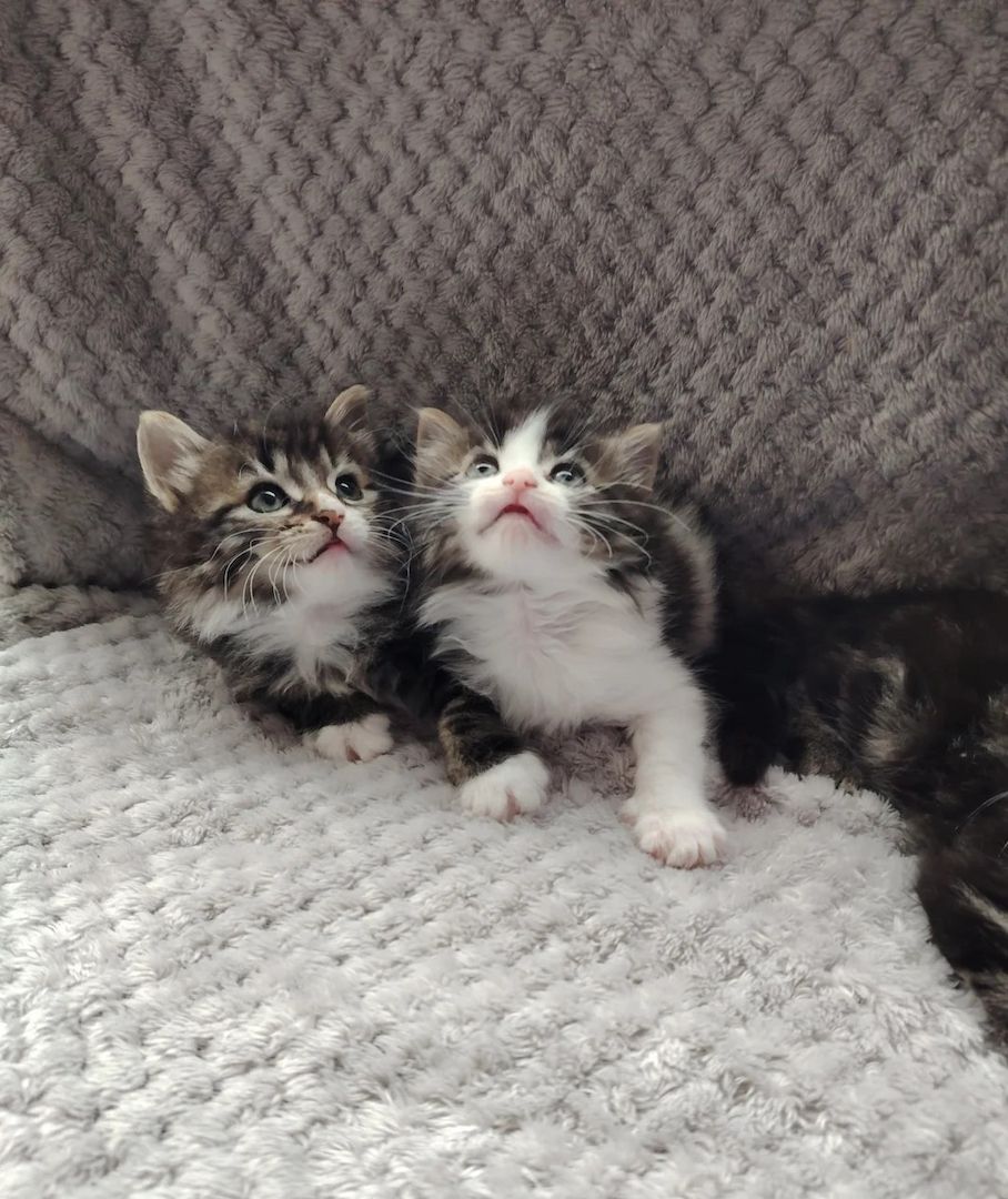 Wunderschönes Norwegisches Waldkätzchen sucht ein neues Zuhause