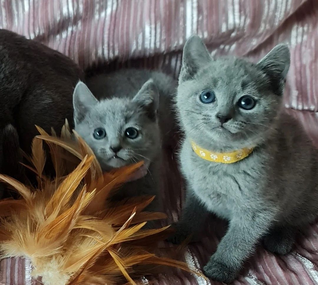 Hochwertige Russisch Blau Kätzchen.