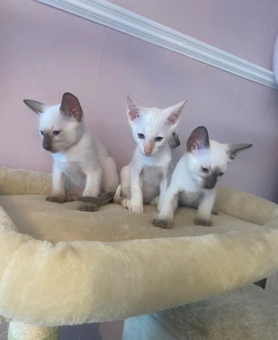 männliche und weibliche Siamkatzen zu verkaufen männliche und weibliche Siamkatzen zu verkaufen