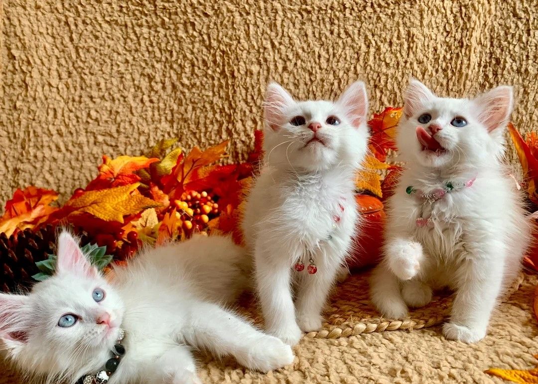 WUNDERSCHÖNE REINWEISSE SIBIRISCHE KÄTZCHEN WUNDERSCHÖNE REINWEISSE SIBIRISCHE KÄTZCHEN