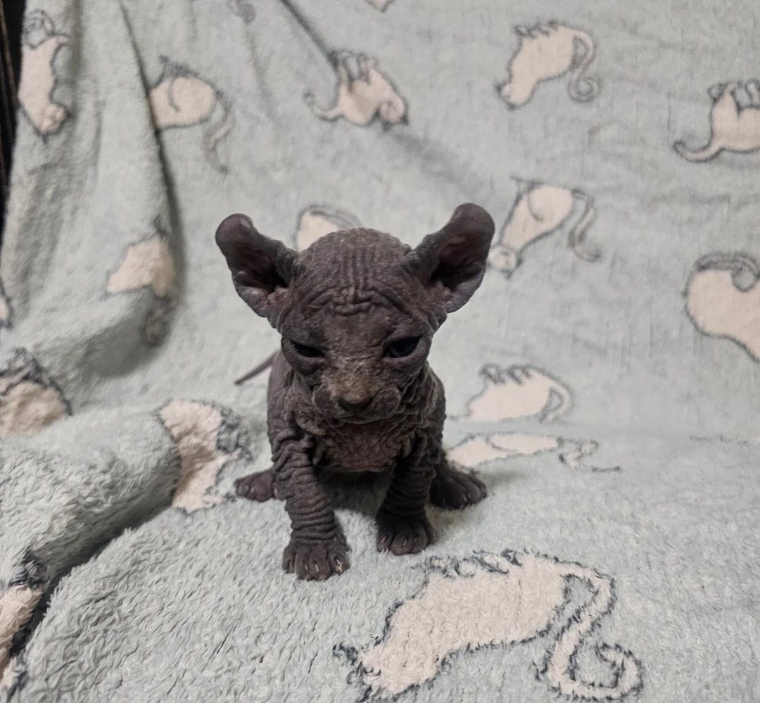 2 Sphynx-Kätzchen zu verkaufen