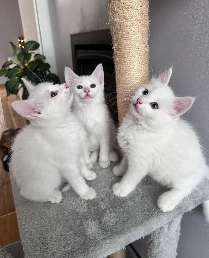 Wunderschöne Türkisch Angora Kätzchen