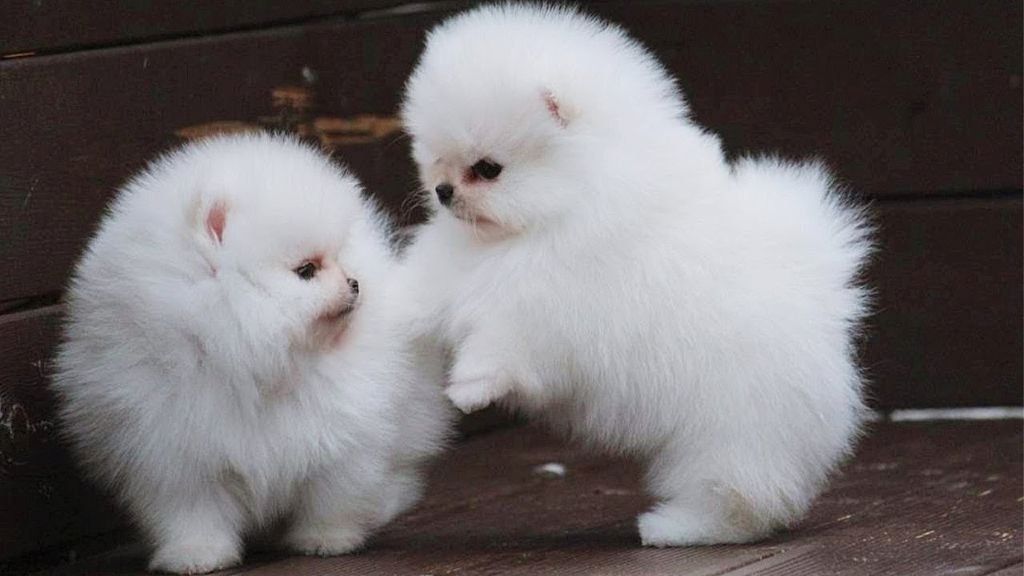 MINI Zwergspitz Pomeranian Welpen mit papieren MINI Zwergspitz Pomeranian Welpen mit papieren