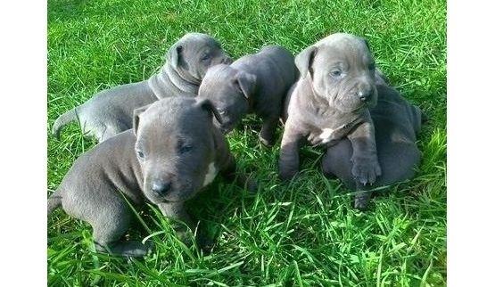 American Blue-Line Pit Bull Terrier Welpen W/M American Blue-Line Pit Bull Terrier Welpen W/M