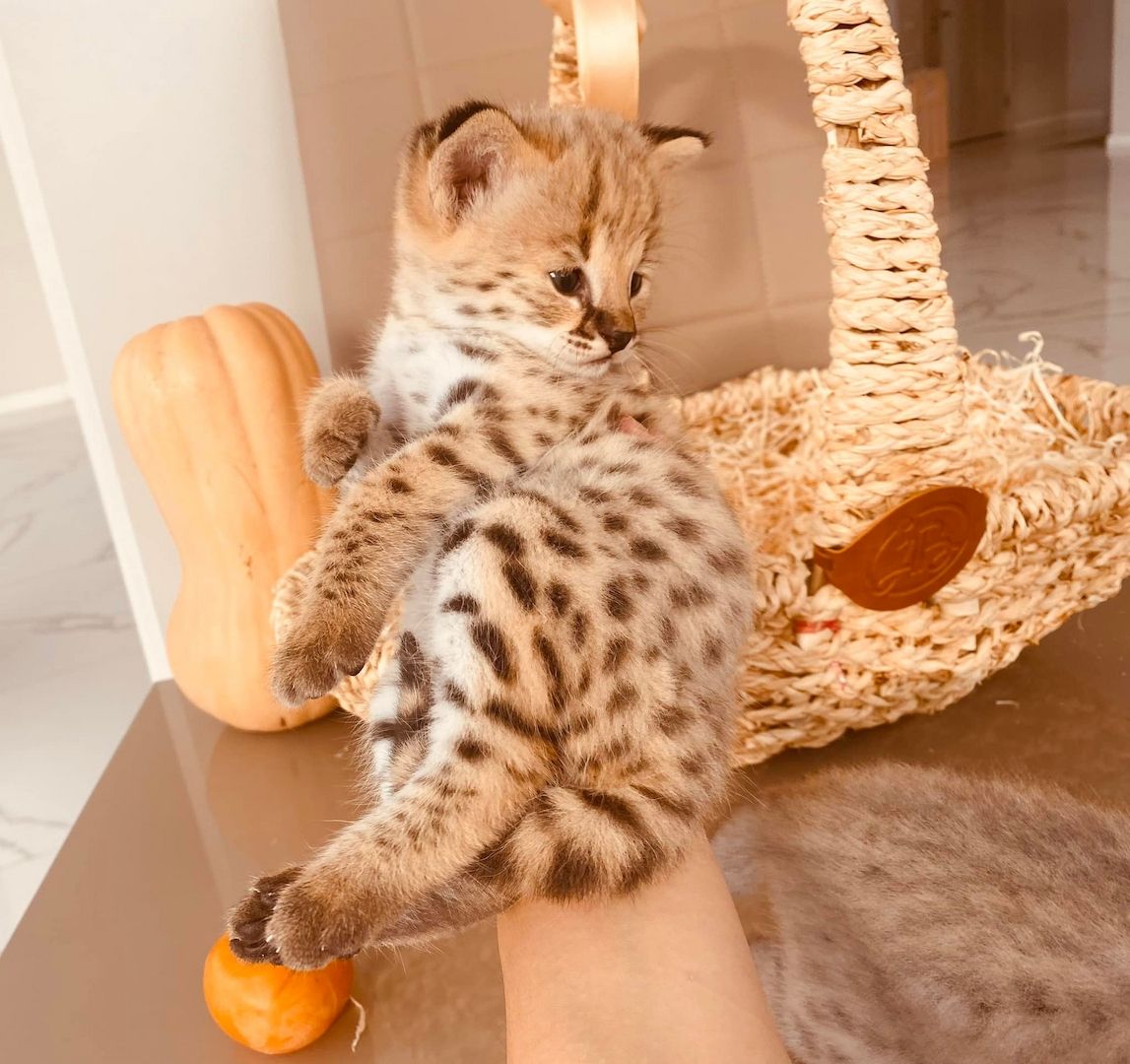 Savannah und Karakalkätzchen f4, f5, f6