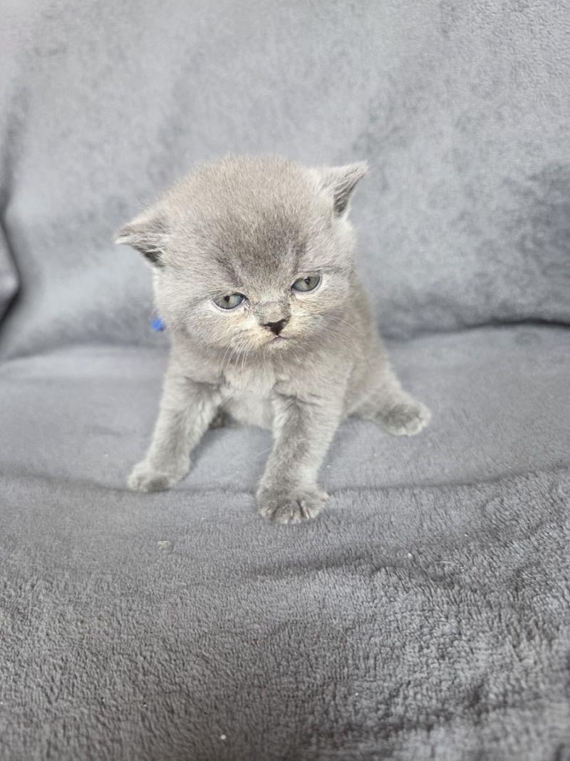 Kätzchen sucht neues Zuhause