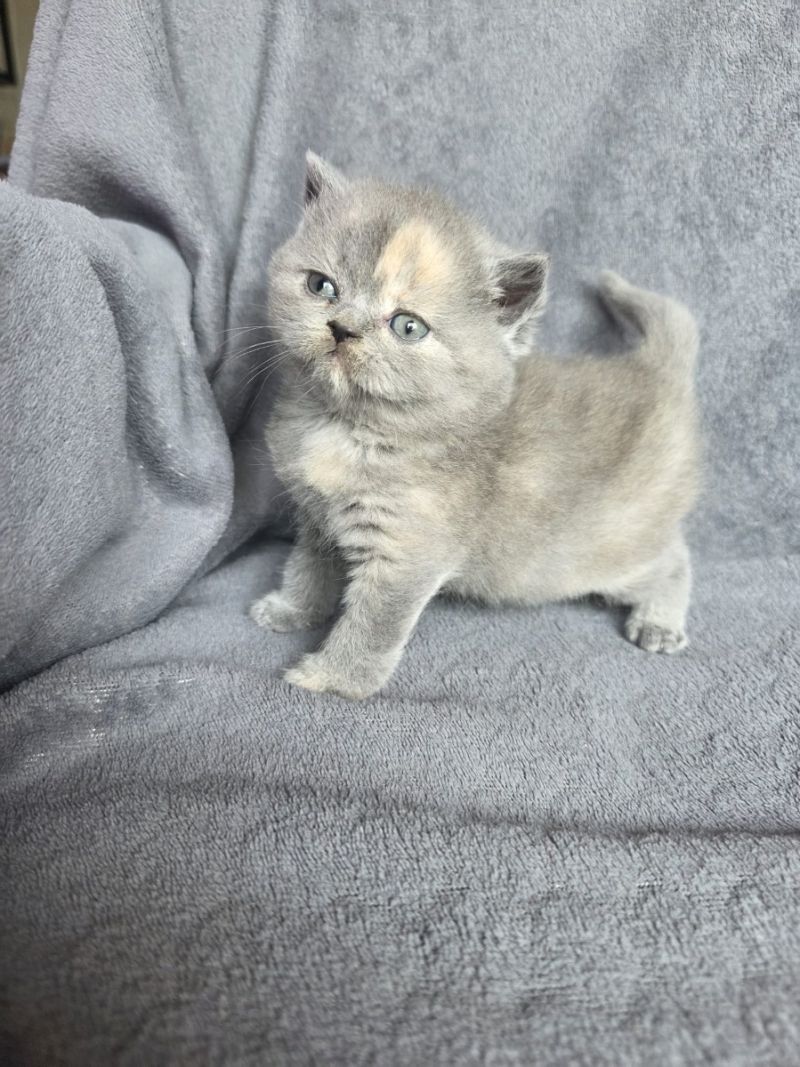 Kätzchen sucht neues Zuhause