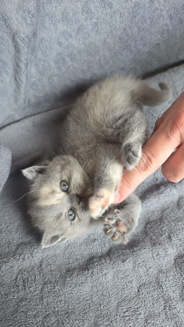 Kätzchen sucht neues Zuhause