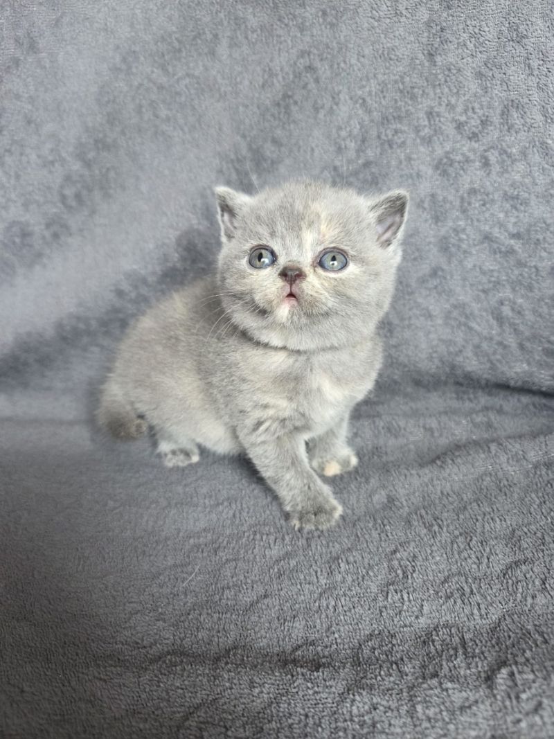 Kätzchen sucht neues Zuhause