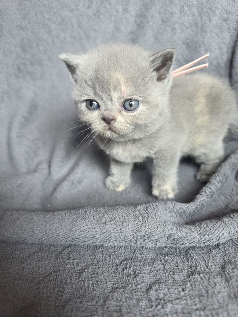 Kätzchen sucht neues Zuhause