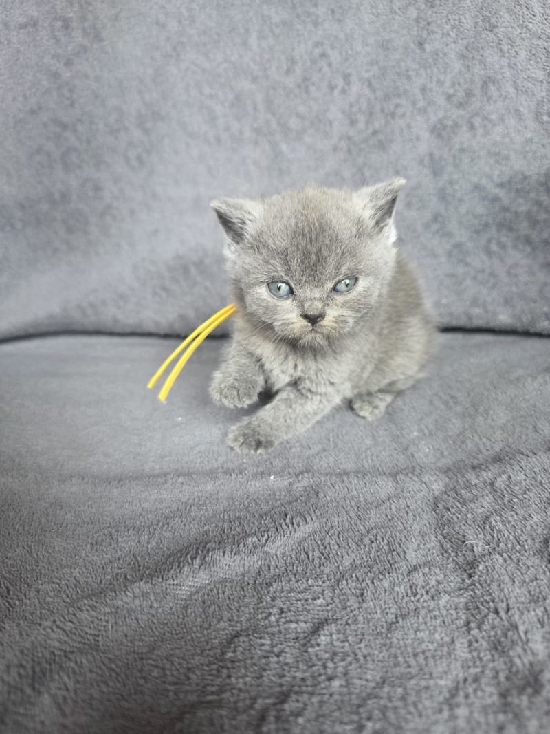 Kätzchen sucht neues Zuhause