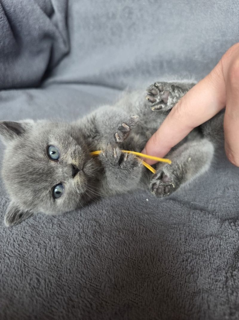 Kätzchen sucht neues Zuhause