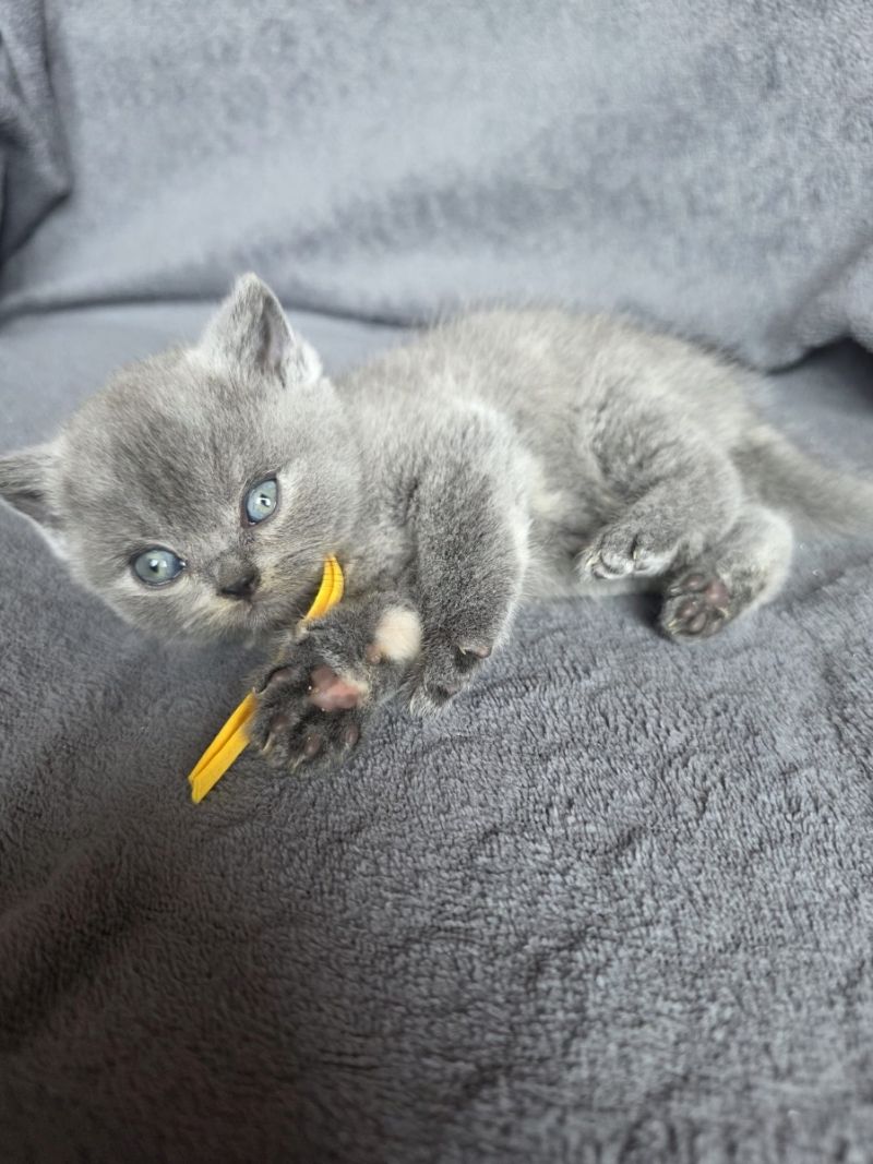 Kätzchen sucht neues Zuhause