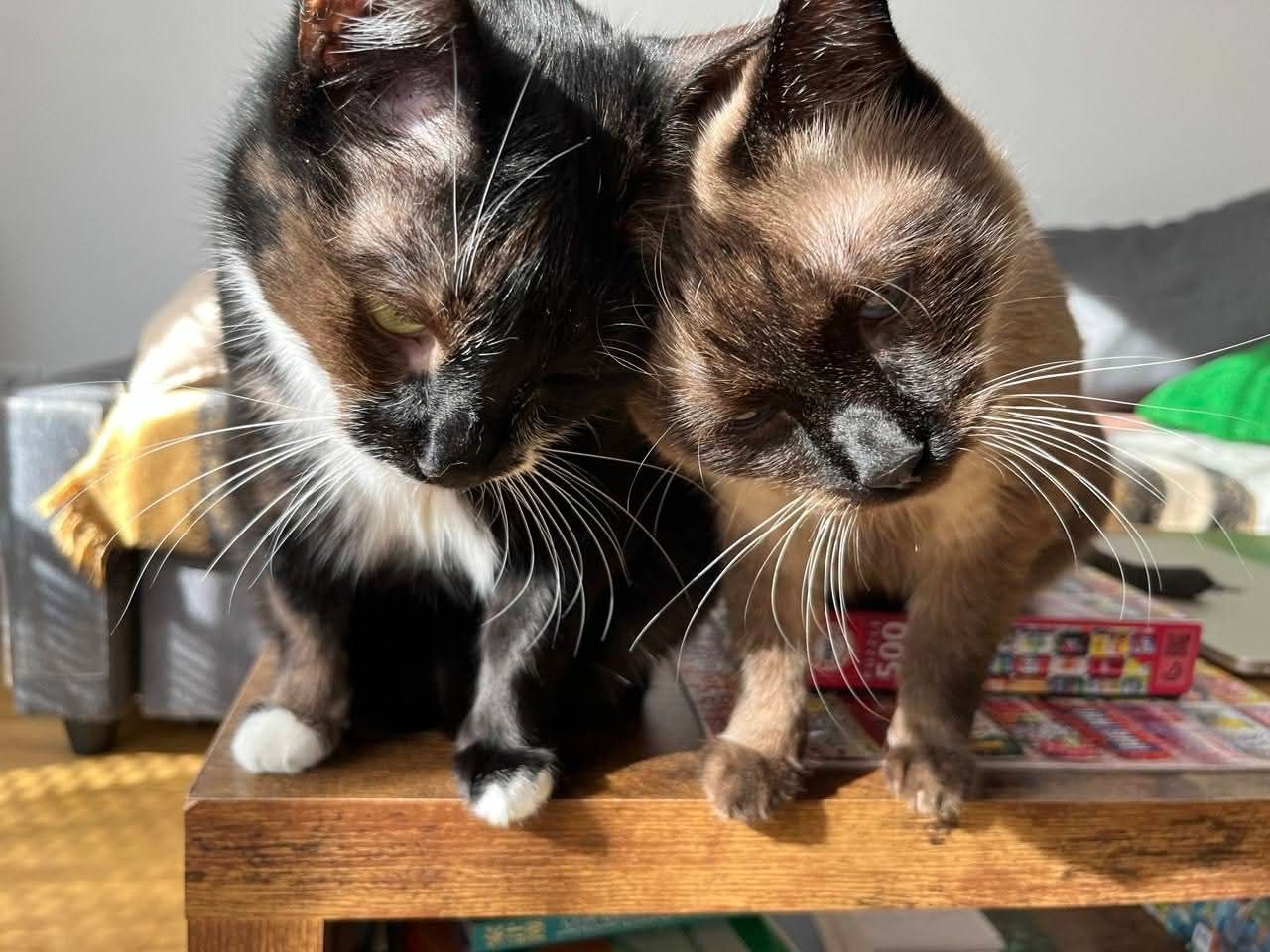 Ich suche ein Familie für zwei  Senja und Tomik