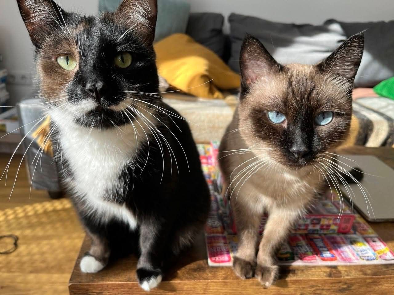 Ich suche ein Familie für zwei  Senja und Tomik