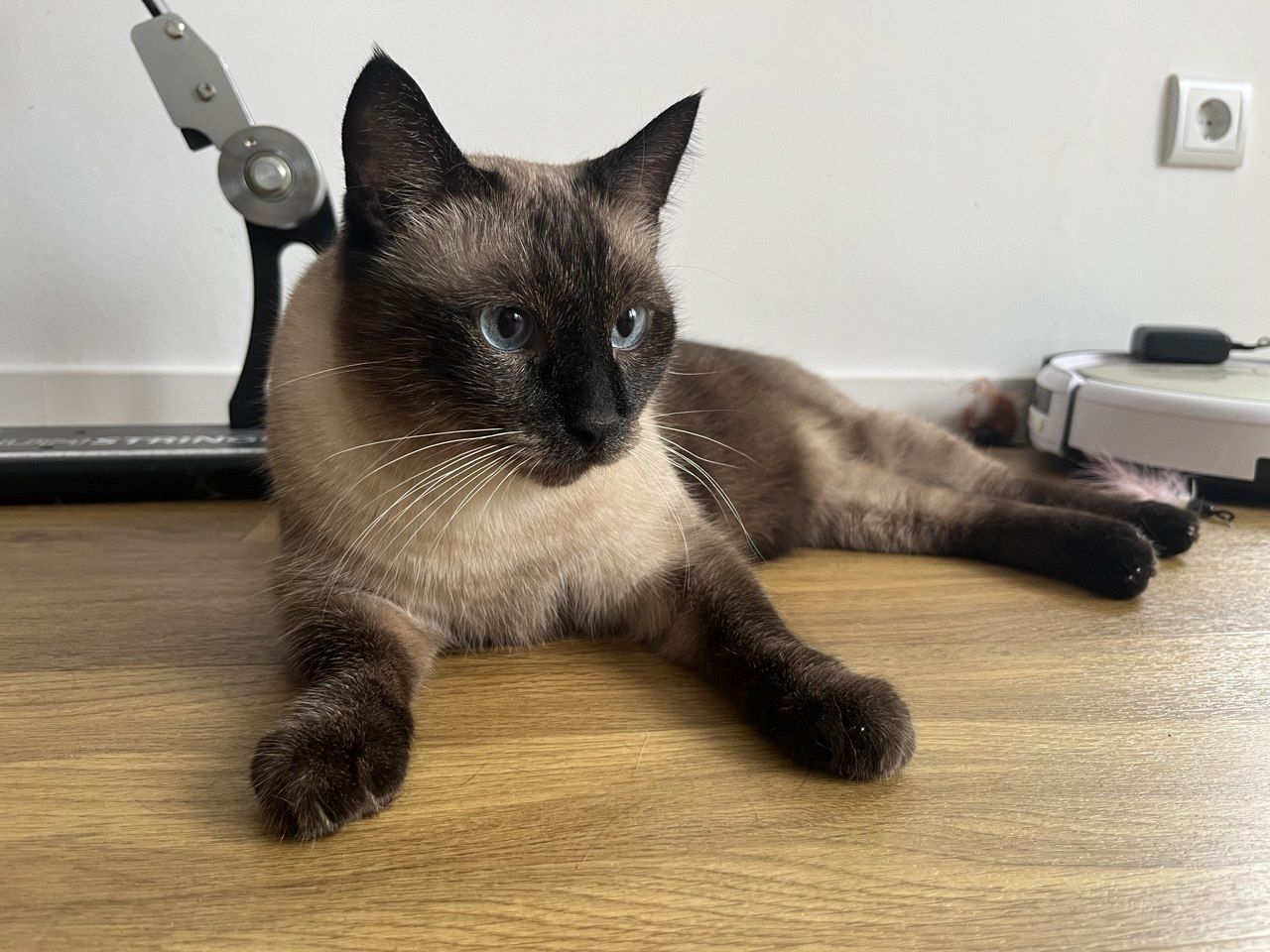 Ich suche ein Familie für zwei  Senja und Tomik