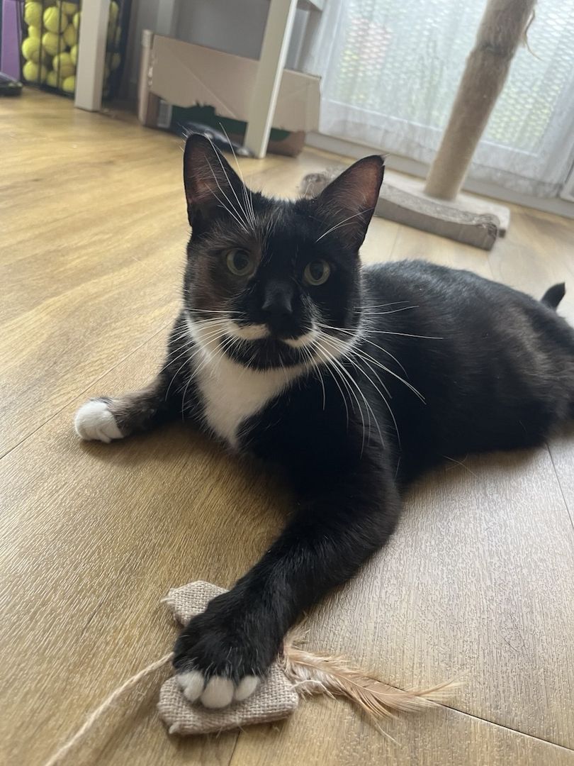 Ich suche ein Familie für zwei  Senja und Tomik