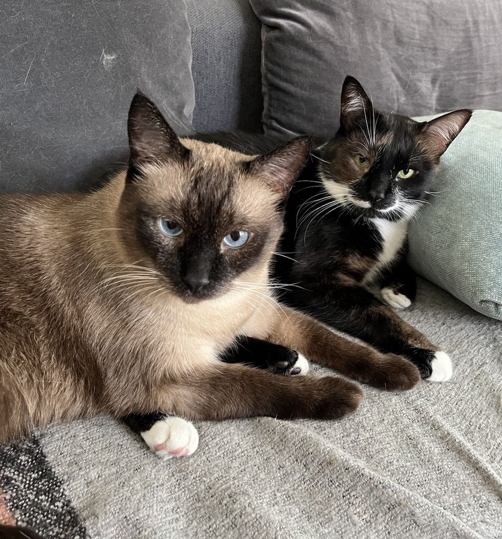 Ich suche ein Familie für zwei  Senja und Tomik