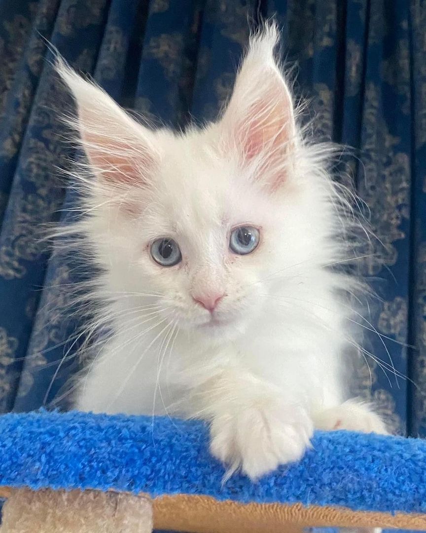 Wunderschöne Maine Coon Kätzchen suchen ein liebevolles Zuhause! Wunderschöne Maine Coon Kätzchen suchen ein liebevolles Zuhause!